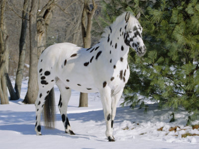 APPALOOSA